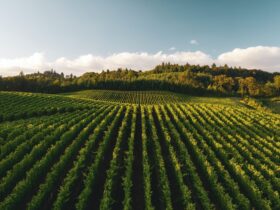 Pourquoi investir dans le vin en 2023 ?