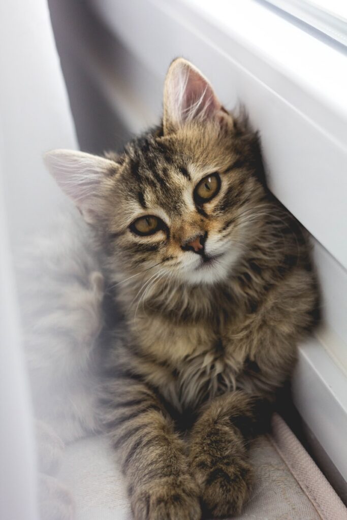 hamac chat fenêtre