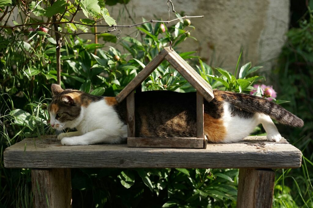 Arbres à chat d'extérieur : le must du divertissement