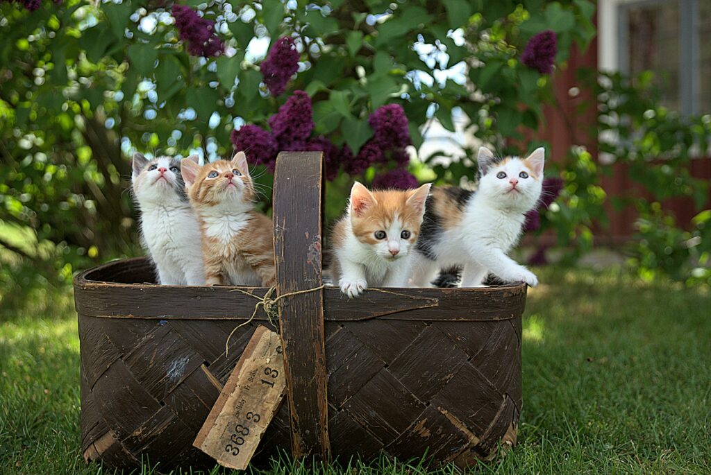 Entretien et hygiène du hamac pour chat